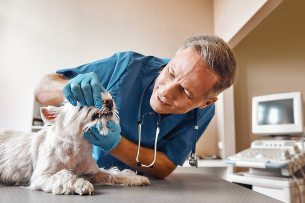 Best Pediatric Emergency Dentist in Farr West, UT